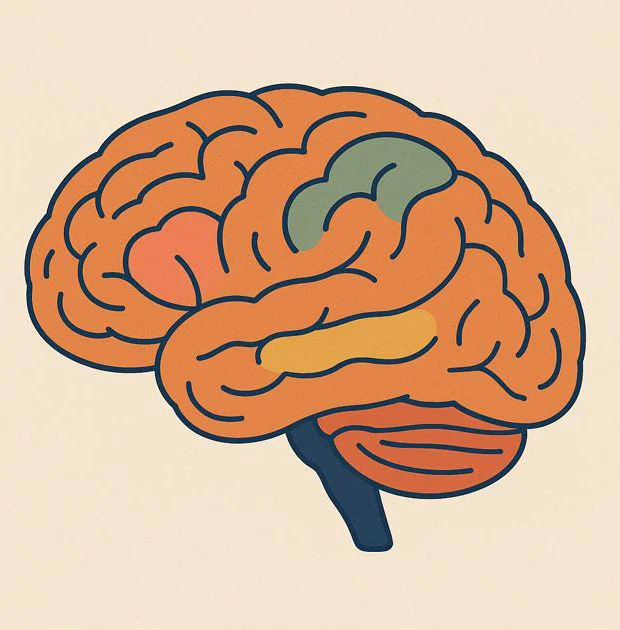 Changes in the brain through open mindfulness